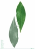 -6％leaf.jpg